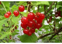 groseillier_a_grappes_rovada_-_ribes_rubrum_-_pepiniere_alsace_vegetal_local_bio_-_fruits