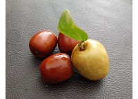 Jujubier commun - Ziziphus jujuba  - Haie champetre  - Pepiniere Alsace - Vegetal Local Nord Est - Bio - Jardin forêt comestible - fruitier - permaculture