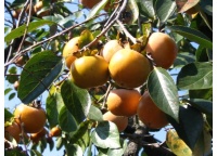 kaki_-_plaqueminier_-_diospyros_kaki_-_pepiniere_alsace_vegetal_local_bio_-_fruits_et_feuilles
