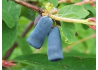 Chèvrefeuille comestible – Baie de mai ‘Blue velvet’ - Lonicera kamtchatika - Haie champetre  - Pepiniere Alsace - Vegetal Local Nord Est - Bio - Jardin forêt comestible - fruitier - permaculture
