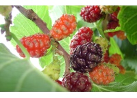 Mûrier noir - Morus nigra - Haie champetre  - Pepiniere Alsace - Vegetal Local Nord Est - Bio - Jardin forêt comestible - fruitier - permaculture