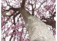 arbre-de-judee_Cercis_siliquastrum - Haie champetre  - Pepiniere Alsace - Vegetal Local Nord Est- Bio - Jardin forêt comestible - fruitier - permaculture