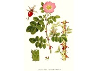 Rosier rouillé - Rosa rubiginosa - Haie champetre  - Pepiniere Alsace - Vegetal Local Nord Est - Bio - Jardin forêt comestible - fruitier - permaculture