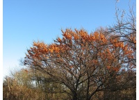 argousier-hergo-femelle-Hippophae-rhamnoides- Haie champetre  - Pepiniere Alsace - Vegetal Local Nord Est- Bio - Jardin forêt comestible - fruitier - permaculture 