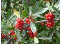 Shépherdie argentée - Shepherdia argentea - Haie champetre  - Pepiniere Alsace - Vegetal Local Nord Est - Bio - Jardin forêt comestible - fruitier - permaculture
