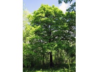 Alisier torminal - Sorbus torminalis- Haie champetre - Pepiniere Alsace - Vegetal Local Nord Est- Bio