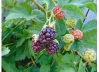 Mûroisier – Ronce hybride mûre-framboise - Rubus Hybris 'Loganberry' - Haie champetre  - Pepiniere Alsace - Vegetal Local Nord Est - Bio - Jardin forêt comestible - fruitier - permaculture