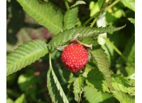 Framboisier Fraise Japonais - Rubus illecebrosus - Haie champetre  - Pepiniere Alsace - Vegetal Local Nord Est - Bio - Jardin forêt comestible - fruitier - permaculture