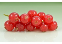 Groseillier à grappes 'Rouges de Versailles' - Ribes rubrum - Haie champetre  - Pepiniere Alsace - Vegetal Local Nord Est - Bio - Jardin forêt comestible - fruitier - permaculture