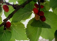 Mûrier rouge 'Illinois Everbearing' - Morus rubra - Haie champetre  - Pepiniere Alsace - Vegetal Local Nord Est - Bio - Jardin forêt comestible - fruitier - permaculture