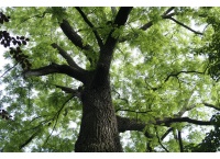 Noyer noir - Juglans nigra - Haie champetre  - Pepiniere Alsace - Vegetal Local Nord Est - Bio - Jardin forêt comestible - fruitier - permaculture