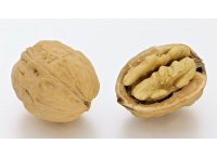 noyer_-_juglans_regia_-_pepiniere_alsace_vegetal_local_bio_-_noix