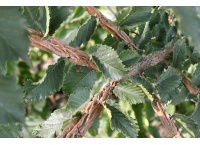 Orme champêtre - Ulmus minor - Haie champetre  - Pepiniere Alsace - Vegetal Local Nord Est - Bio - Jardin forêt comestible - fruitier - permaculture