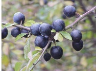 Prunellier - Prunus spinosa - Haie champetre  - Pepiniere Alsace - Vegetal Local Nord Est - Bio - Jardin forêt comestible - fruitier - permaculture