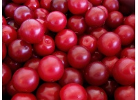Prunier myrobolan - Prunus cerasifera myrobolana - Haie champetre  - Pepiniere Alsace - Vegetal Local Nord Est - Bio - Jardin forêt comestible - fruitier - permaculture
