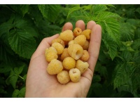 Framboisier 'Fall gold' - Rubus idaeus  - Haie champetre  - Pepiniere Alsace - Vegetal Local Nord Est - Bio - Jardin forêt comestible - fruitier - permaculture