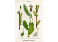 Saule à oreillettes - Salix aurita - Haie champetre  - Pepiniere Alsace - Vegetal Local Nord Est - Bio - Jardin forêt comestible - fruitier - permaculture