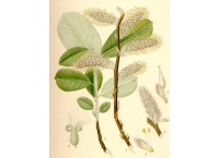 Saule cendré - Salix cinerea - Haie champetre  - Pepiniere Alsace - Vegetal Local Nord Est - Bio - Jardin forêt comestible - fruitier - permaculture