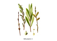 Saule pourpre - Salix purpurea - Haie champetre  - Pepiniere Alsace - Vegetal Local Nord Est - Bio - Jardin forêt comestible - fruitier - permaculture