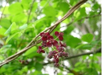Vigne chocolat - Akébie pentaphylla - Akebia x pentaphylla - Haie champetre  - Pepiniere Alsace - Vegetal Local Nord Est - Bio - Jardin forêt comestible - fruitier - permaculture