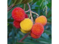 Arbousier_Arbre_aux_fraises_Atlantica_Arbutus_Unedo_Haie champetre  - Pepiniere Alsace - Vegetal Local Nord Est- Bio - Jardin forêt comestible - fruitier - permaculture