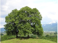 Tilleul à petites feuilles - Tilia cordata  - Haie champetre  - Pepiniere Alsace - Vegetal Local Nord Est - Bio - Jardin forêt comestible - fruitier - permaculture