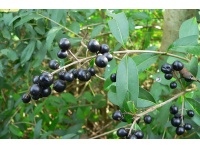 Troène commun - Ligustrum vulgare  - Haie champetre  - Pepiniere Alsace - Vegetal Local Nord Est - Bio - Jardin forêt comestible - fruitier - permaculture
