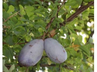 Vigne chocolat - Akébie quinata - Akebia quinata - Haie champetre  - Pepiniere Alsace - Vegetal Local Nord Est - Bio - Jardin forêt comestible - fruitier - permaculture