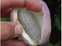 Vigne chocolat - Akébie trifoliata - Akebia trifoliata - Haie champetre  - Pepiniere Alsace - Vegetal Local Nord Est - Bio - Jardin forêt comestible - fruitier - permaculture