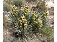 Yucca banane - Yucca baccata - Haie champetre  - Pepiniere Alsace - Vegetal Local Nord Est - Bio - Jardin forêt comestible - fruitier - permaculture