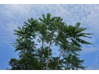 Arbre-salade-acajou-de-chine_Toona_sinensis - Haie champetre  - Pepiniere Alsace - Vegetal Local Nord Est- Bio - Jardin forêt comestible - fruitier - permaculture
