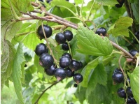 Cassissier ‘Noir de Bourgogne’ - Ribes nigrum - Haie champetre  - Pepiniere Alsace - Vegetal Local Nord Est - Bio - Jardin forêt comestible - fruitier - permaculture