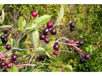 aronie_a_feuille_de_prunier_aron_aronia_prunifolia_aron_Haie champetre  - Pepiniere Alsace - Vegetal Local Nord Est- Bio - Jardin forêt comestible - fruitier - permaculture