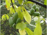 Asiminier - Asiminia triloba - Haie champetre  - Pepiniere Alsace - Vegetal Local Nord Est - Bio - Jardin forêt comestible - fruitier - permaculture
