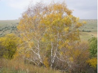 Bouleau- Betula pendula - Haie champetre  - Pepiniere Alsace - Vegetal Local Nord Est - Bio - Jardin forêt comestible - fruitier - permaculture