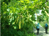 Caraganier de Sibérie – Arbre aux pois - Caragana arborescens - Haie champetre  - Pepiniere Alsace - Vegetal Local Nord Est - Bio - Jardin forêt comestible - fruitier - permaculture
