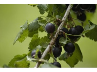 Caseille ‘Josta’ - Ribes nigrum x divaricatum x uva-crispa - Haie champetre  - Pepiniere Alsace - Vegetal Local Nord Est - Bio - Jardin forêt comestible - fruitier - permaculture