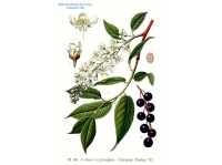 Cerisier à grappe - Prunus padus - Haie champetre  - Pepiniere Alsace - Vegetal Local Nord Est - Bio - Jardin forêt comestible - fruitier - permaculture