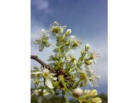 Cerisier de Sainte-Lucie - Prunus mahaleb - Haie champetre  - Pepiniere Alsace - Vegetal Local Nord Est - Bio - Jardin forêt comestible - fruitier - permaculture