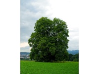 Charme - Carpinus betulus - Haie champetre  - Pepiniere Alsace - Vegetal Local Nord Est - Bio - Jardin forêt comestible - fruitier - permaculture