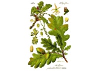 Chêne pédonculé - Quercus robur - Haie champetre  - Pepiniere Alsace - Vegetal Local Nord Est - Bio - Jardin forêt comestible - fruitier - permaculture
