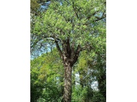 Cormier - Sorbus domestica - Haie champetre  - Pepiniere Alsace - Vegetal Local Nord Est - Bio - Jardin forêt comestible - fruitier - permaculture