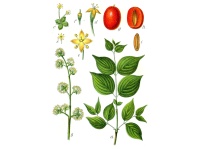 Cornouiller mâle - Cornus mas - Haie champetre  - Pepiniere Alsace - Vegetal Local Nord Est - Bio - Jardin forêt comestible - fruitier - permaculture