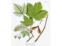 Érable sycomore - Acer pseudoplatanus  - Haie champetre  - Pepiniere Alsace - Vegetal Local Nord Est - Bio - Jardin forêt comestible - fruitier - permaculture