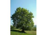 Érable champêtre - Acer campestre - Haie champetre  - Pepiniere Alsace - Vegetal Local Nord Est - Bio - Jardin forêt comestible - fruitier - permaculture