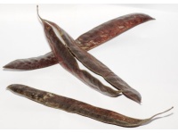 Févier d’Amérique - Gleditsia triacanthos - Haie champetre  - Pepiniere Alsace - Vegetal Local Nord Est - Bio - Jardin forêt comestible - fruitier - permaculture