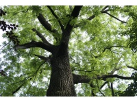 Noyer noir - Juglans nigra - Haie champetre  - Pepiniere Alsace - Vegetal Local Nord Est - Bio - Jardin forêt comestible - fruitier - permaculture