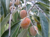 Olivier de Bohême - Elaeagnus angustifolia - Haie champetre  - Pepiniere Alsace - Vegetal Local Nord Est - Bio - Jardin forêt comestible - fruitier - permaculture