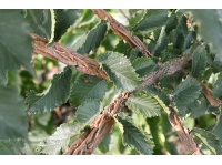 Orme champêtre - Ulmus minor - Haie champetre  - Pepiniere Alsace - Vegetal Local Nord Est - Bio - Jardin forêt comestible - fruitier - permaculture