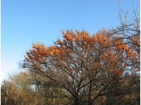 argousier-hergo-femelle-Hippophae-rhamnoides- Haie champetre  - Pepiniere Alsace - Vegetal Local Nord Est- Bio - Jardin forêt comestible - fruitier - permaculture 